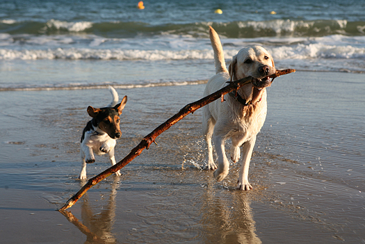 Dogs playing with a stick on the beach.