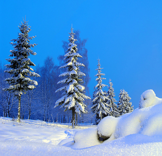 The yeti. Snowy Russian winter forest in Christmas holidays.