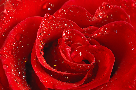 red rose with water drops close up