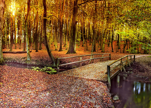 Autumn forest with footbridge
