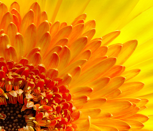 Closeup of gerbera daisy