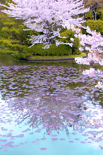 Cherry Blossoms and reflecting pool in Japan