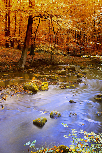 Autumn trees and stream