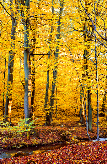 Yellow-leaved trees in Autumn
