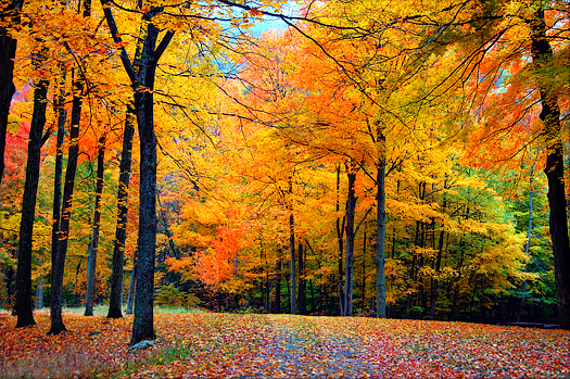 Colorful Fall foliage