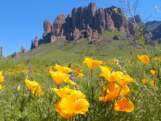 Wildflowers on Superstition Mountain