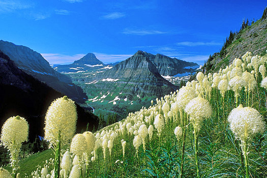 White flowers in a montain