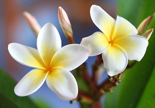 Glorious frangipani (plumeria) closeup, in natural light.