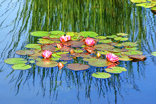 Pink water lilies upon a reflecting pool.
