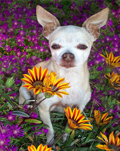 Dog amongst flowers