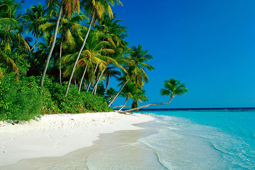 Exotic beach with a palm tree