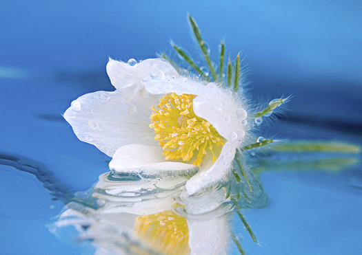 anemone - Pulsatilla Vulgaris