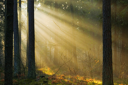 Early morning sunrise through forest trees