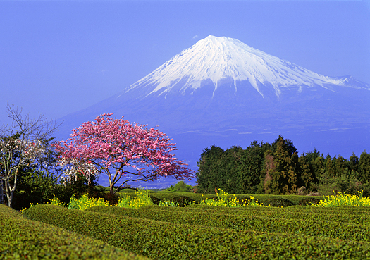 Mount Fuji in Springtime