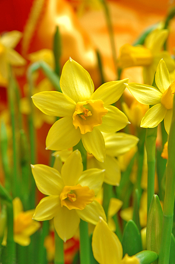 Close up of yellow daffodils