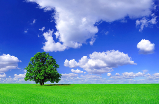 Green field - Summer landscape of single tree on green grass under blue sky and white clouds