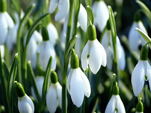 Close-up of white snowdrops 