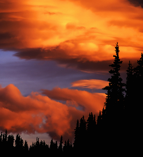 Red sunset in the spruce forest.