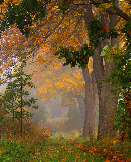 Misty morning in the Autumn forest