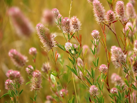 Meadow with closeup pink wild flowers