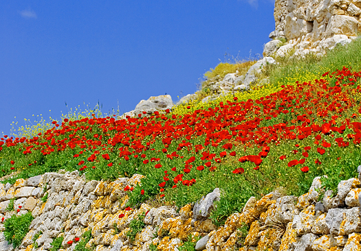 Hillside of red flowers against blue sky