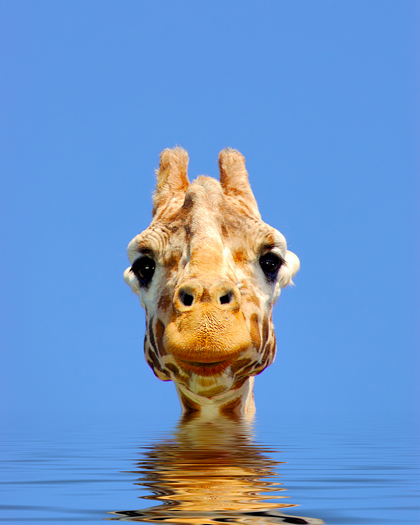 A digital composite of giraffe looking straight at the viewer over gently rippling water.
