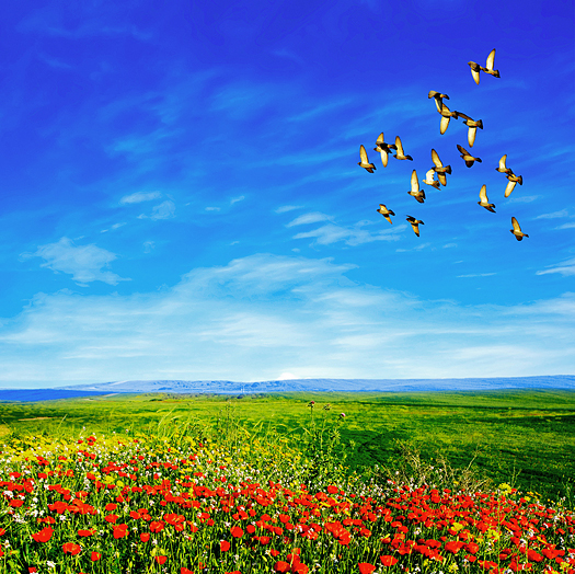 landscape view of a field of red poppies, grss, distant hills, blue sky and a flock of birds in flight