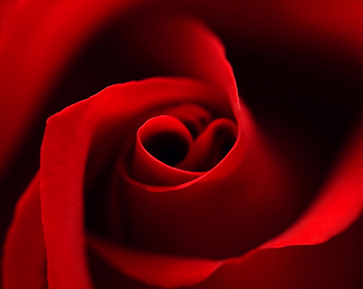 Red rose with heart symbol in center. close-up 