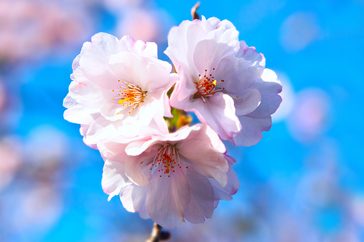 Pink cherry blossoms close up over blue sky