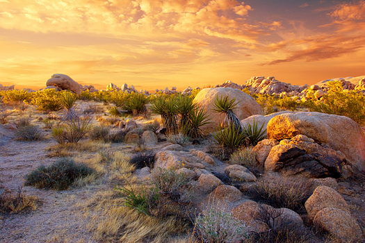 Sunset over the rocks and plants of Joshua Tree National Park, Mojave Desert, California.