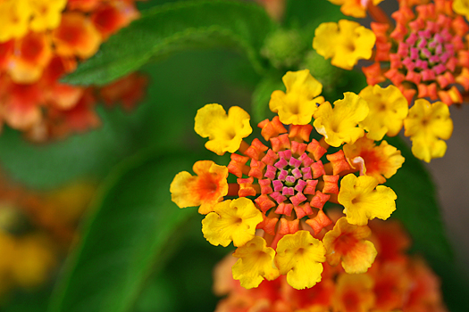 Brightly olored Lantana flower close up.
