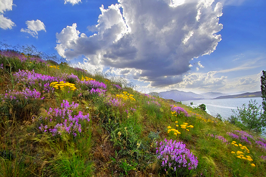 Dramatic clouds and blue sky with hillside of flowers in the foreground