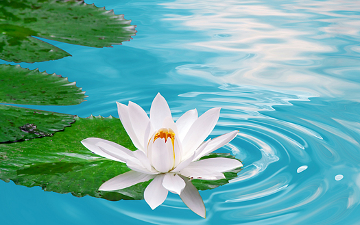 beautiful white waterlily in clear blue pond