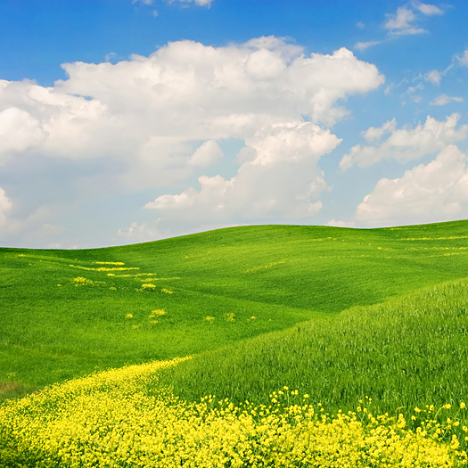 Landscape : Green field with yellow flowers, blue sky and big white fluffy clouds. Tuscany, Italy