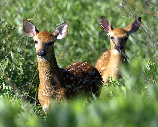 Two whitetail deer fawns in a field.