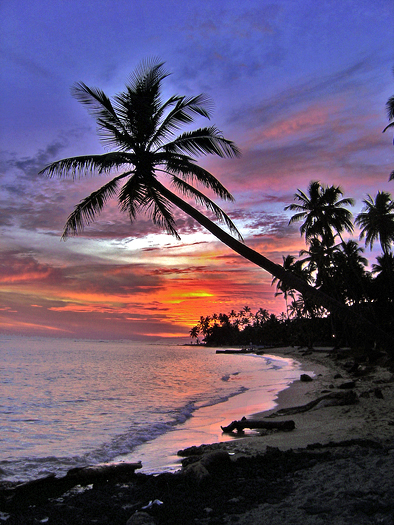 A mystical tropical sunset with palm tree and red sky
