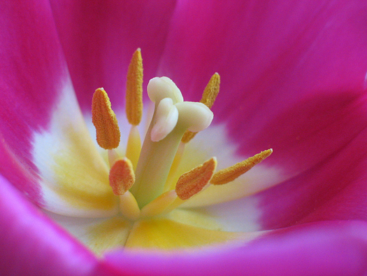 Close up of the inside of a pink  tulip 