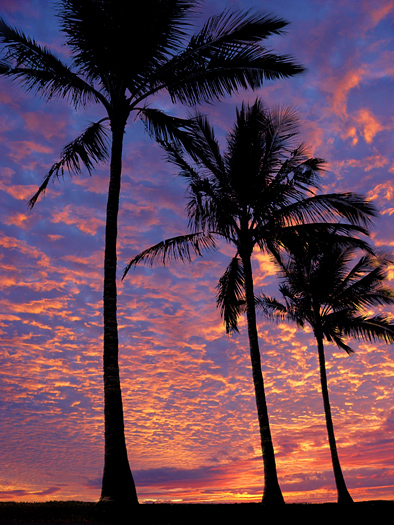 3 palm trees on the beach at sunset