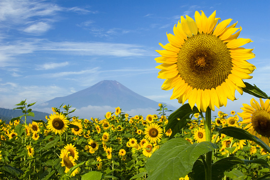 A field of sunflowers with Mount Fuji in the background