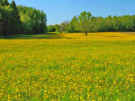 Field of dandelions in Latvia.