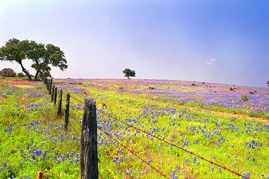 Fence through a field of wildflowers