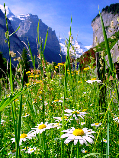 Daisies against the alpine rocks. Switzerland.