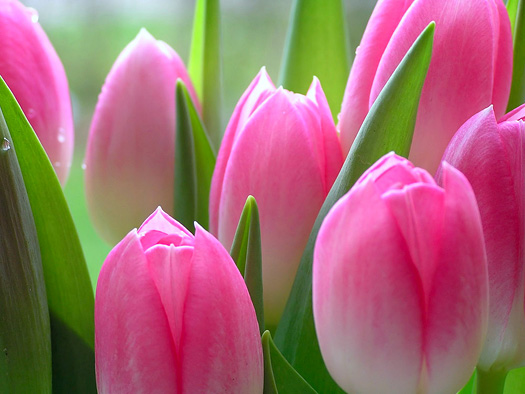 Close up of pink tulips