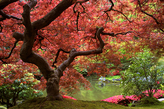Japanese Maple with red leaves 