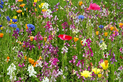 A field of colorful wildflowers