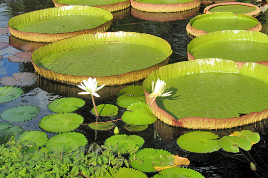 Water lilies in a pond