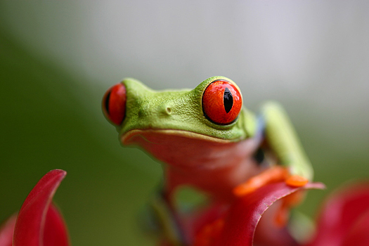 Funny green frog with big red eyes