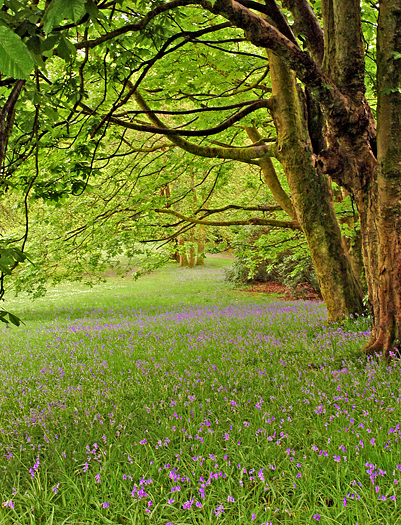 meadow of bluebells under trees