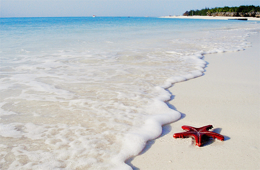 Red sea star on the white sandy seashore of Zanzibar Island