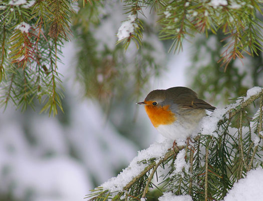 Robin on a snowy tree branch